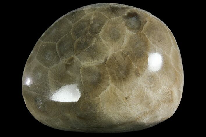 Polished Petoskey Stone (Fossil Coral) - Michigan #156049